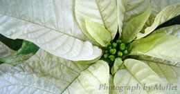 Describe the photo or the page it links to